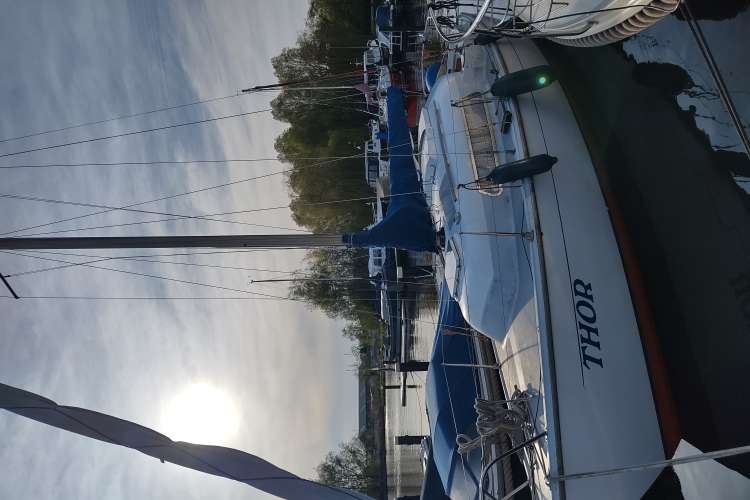 Te koop: leuke Bries 'Thor'